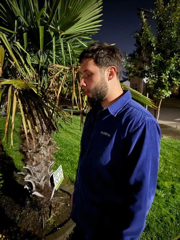 Salem palm, after dark